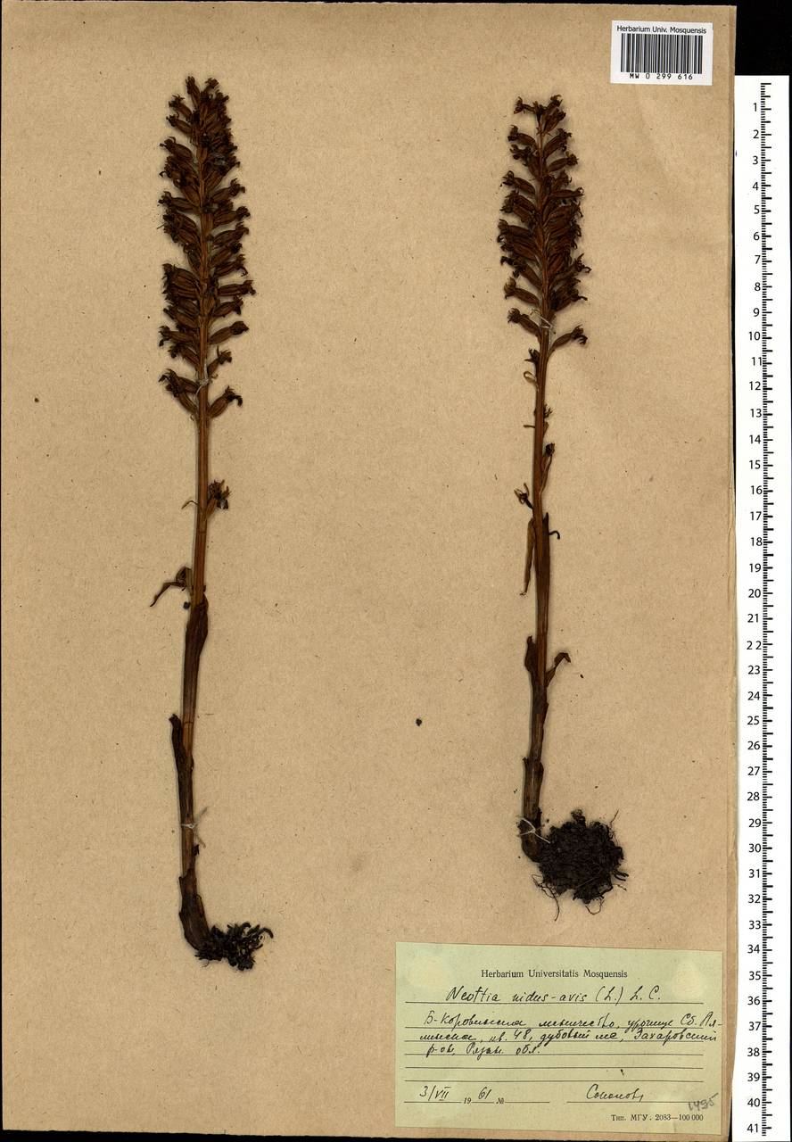 Neottia nidus-avis (L.) Rich., Eastern Europe, Central region (E4) (Russia)