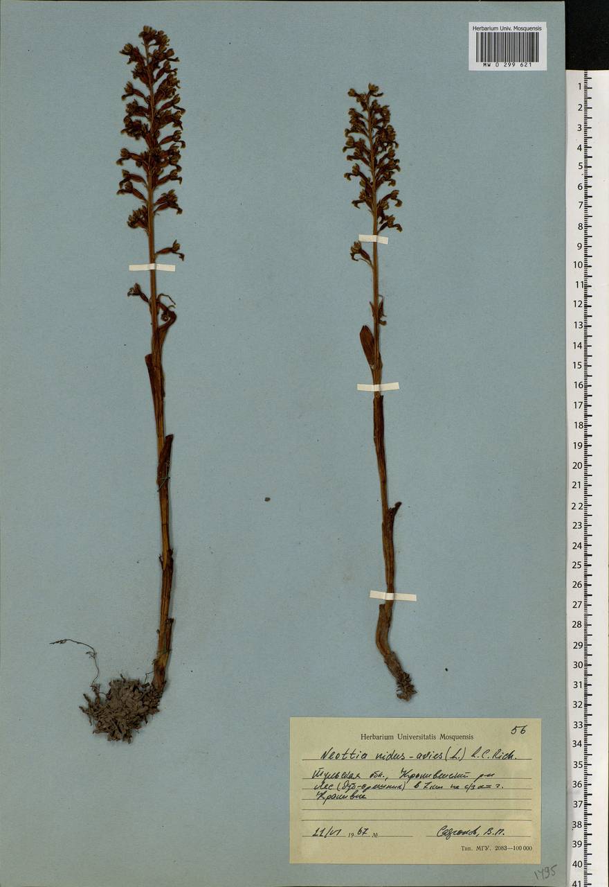 Neottia nidus-avis (L.) Rich., Eastern Europe, Central region (E4) (Russia)