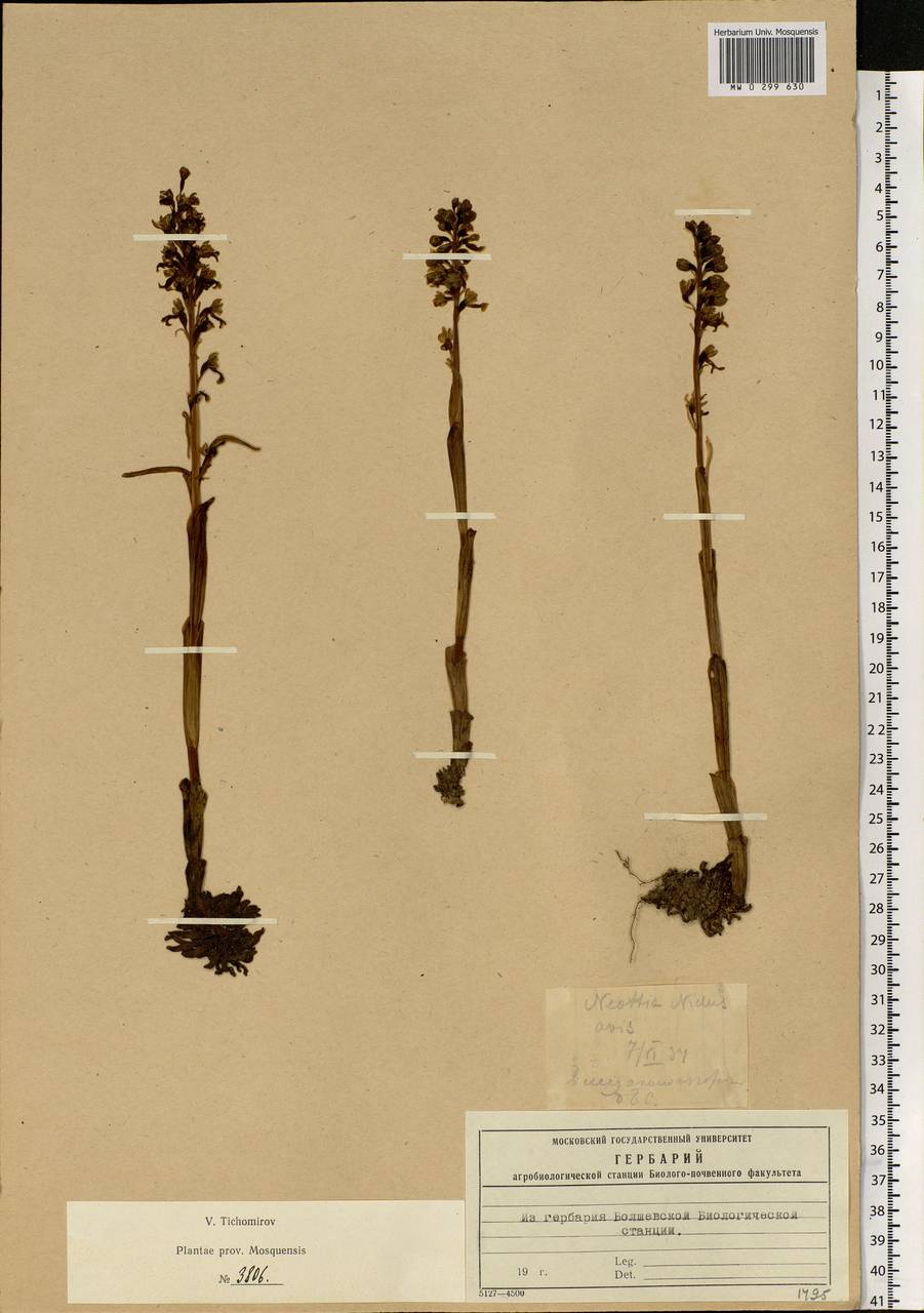 Neottia nidus-avis (L.) Rich., Eastern Europe, Moscow region (E4a) (Russia)