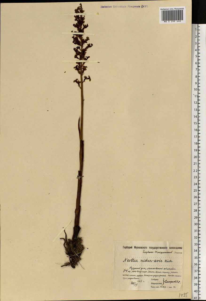 Neottia nidus-avis (L.) Rich., Eastern Europe, Moscow region (E4a) (Russia)