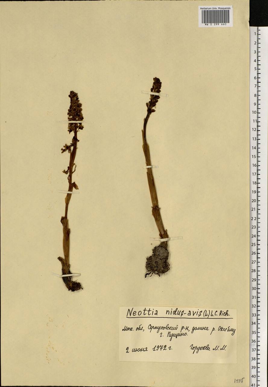 Neottia nidus-avis (L.) Rich., Eastern Europe, Moscow region (E4a) (Russia)