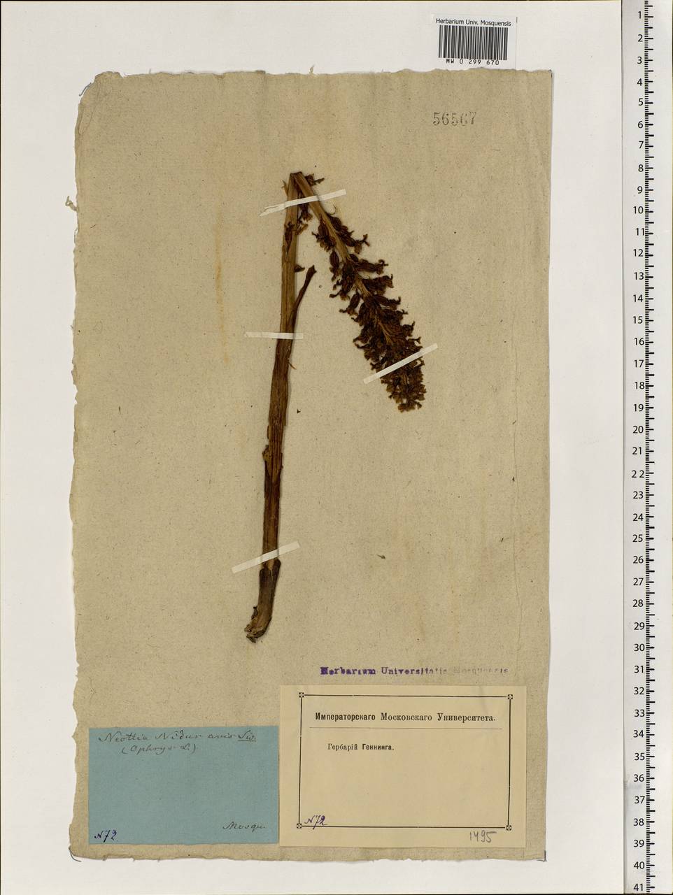 Neottia nidus-avis (L.) Rich., Eastern Europe, Moscow region (E4a) (Russia)