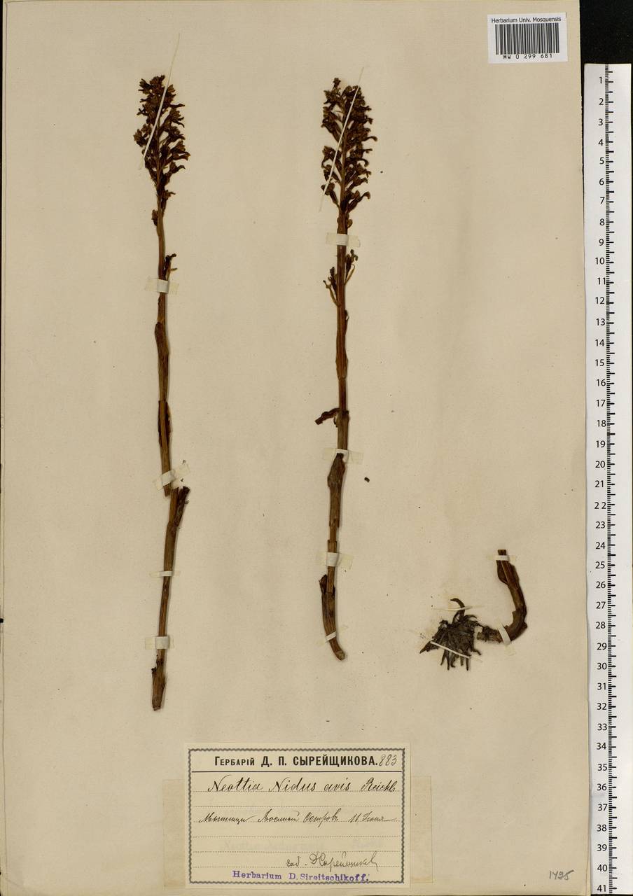 Neottia nidus-avis (L.) Rich., Eastern Europe, Moscow region (E4a) (Russia)