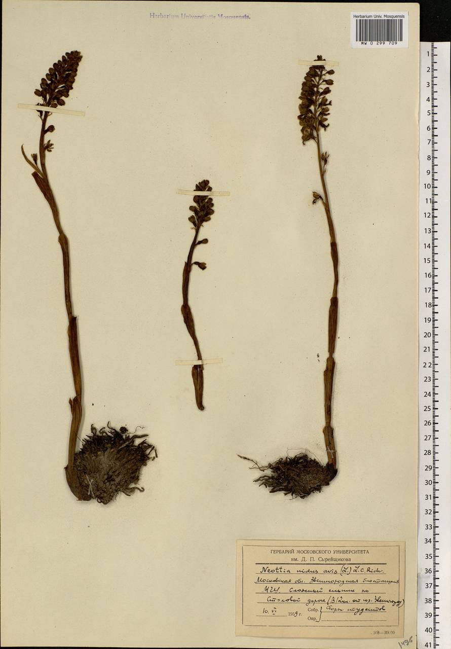 Neottia nidus-avis (L.) Rich., Eastern Europe, Moscow region (E4a) (Russia)