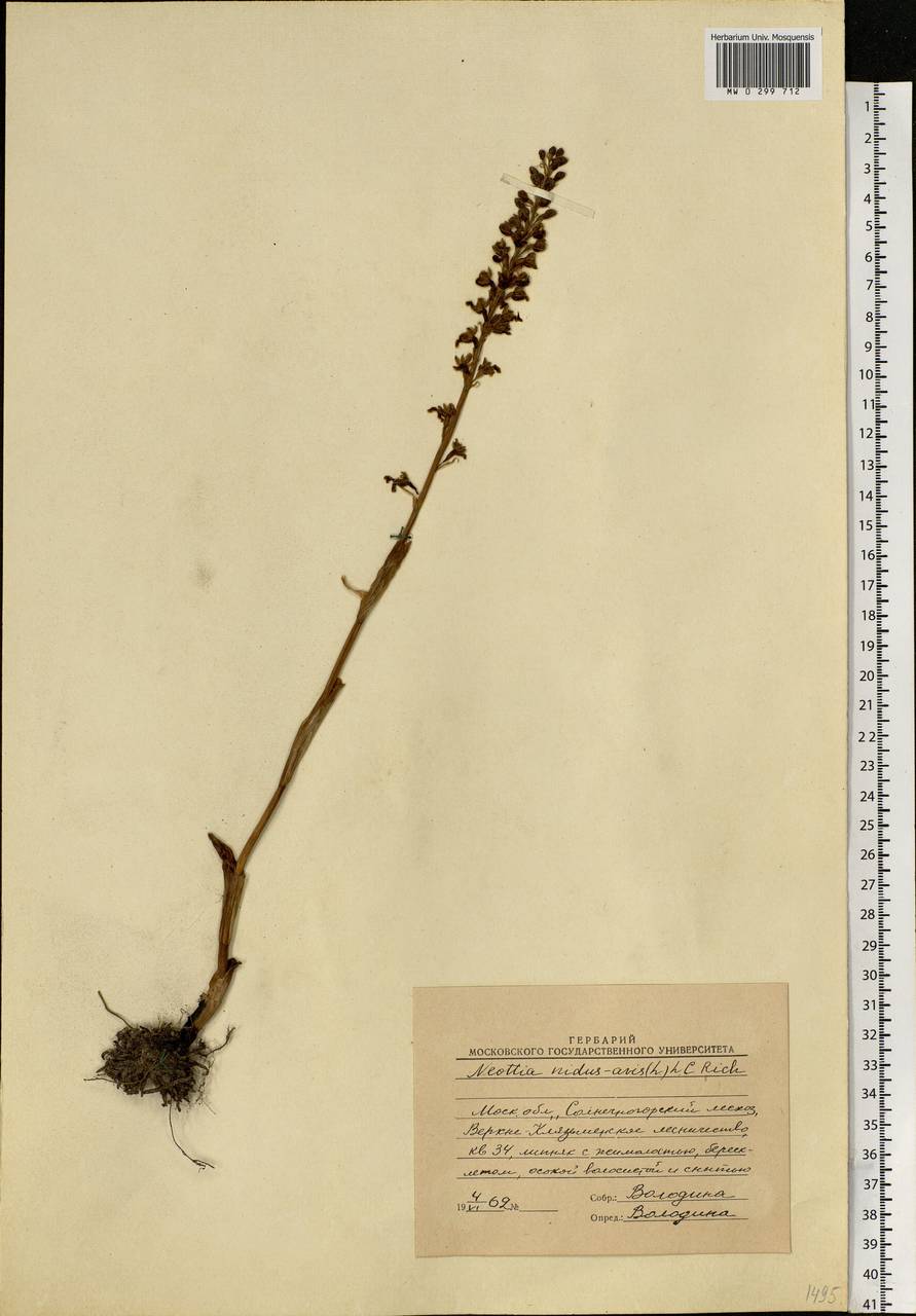 Neottia nidus-avis (L.) Rich., Eastern Europe, Moscow region (E4a) (Russia)