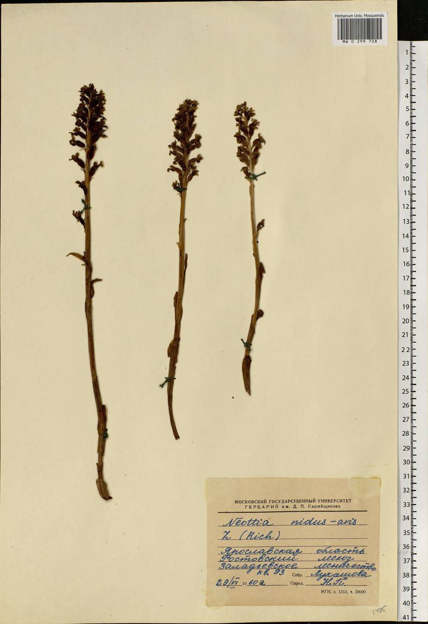 Neottia nidus-avis (L.) Rich., Eastern Europe, Central forest region (E5) (Russia)