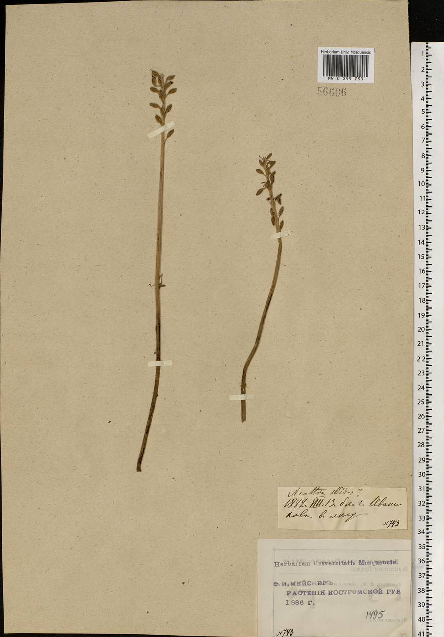 Neottia nidus-avis (L.) Rich., Eastern Europe, Central forest region (E5) (Russia)