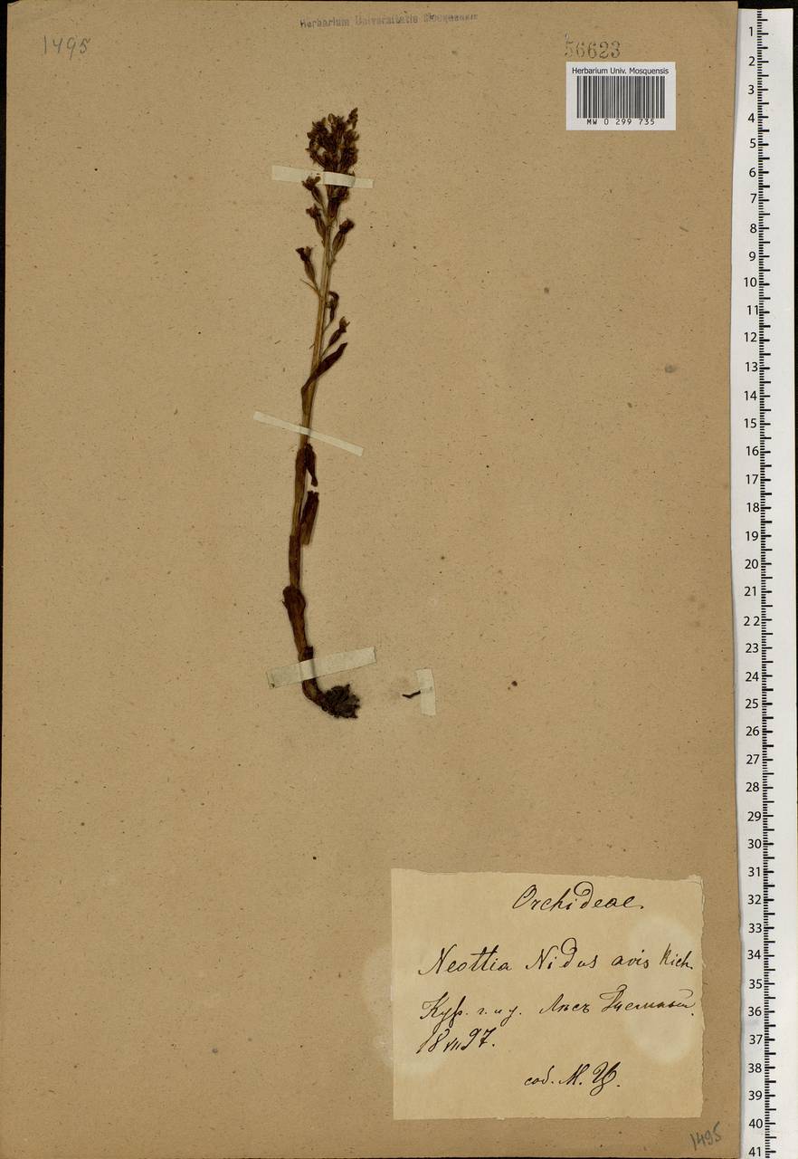 Neottia nidus-avis (L.) Rich., Eastern Europe, Central forest-and-steppe region (E6) (Russia)