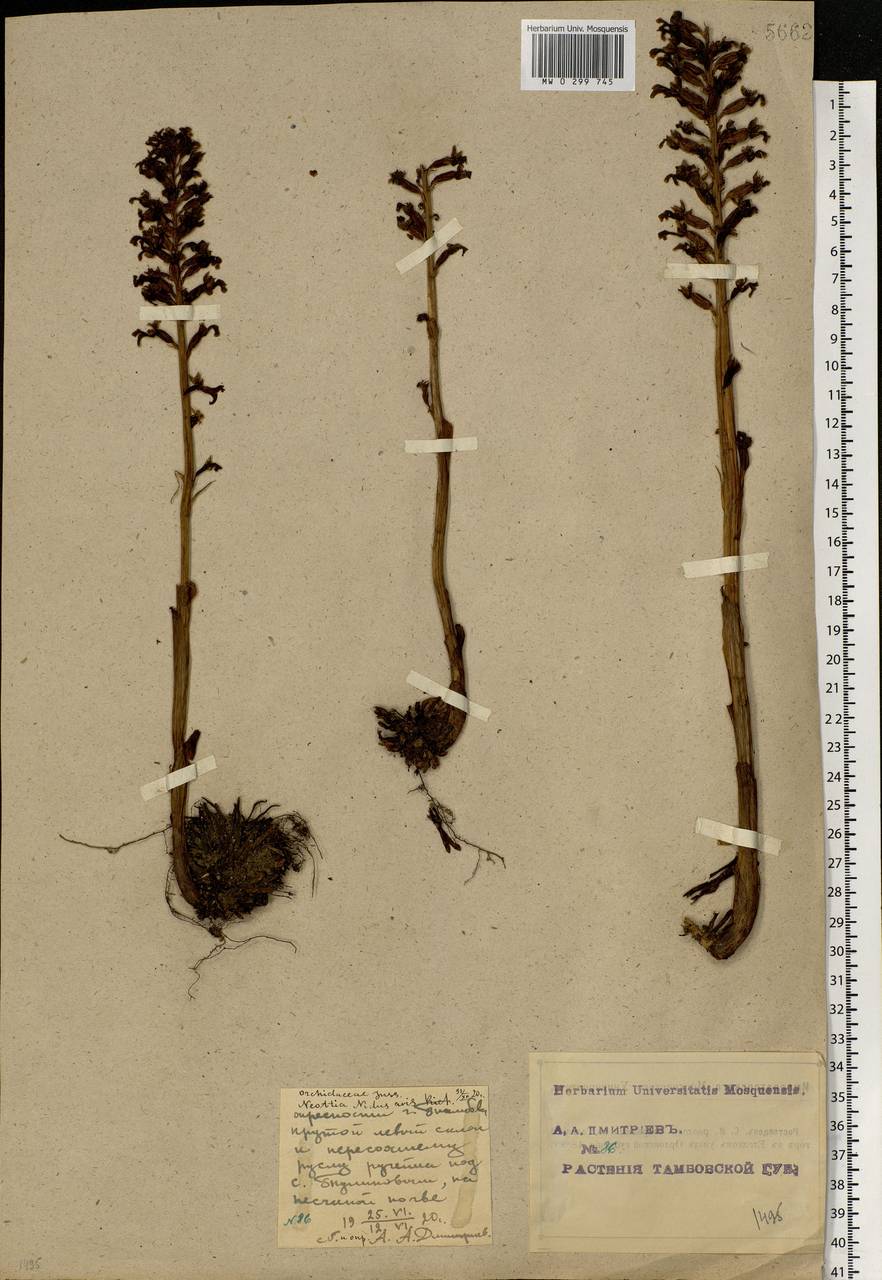 Neottia nidus-avis (L.) Rich., Eastern Europe, Central forest-and-steppe region (E6) (Russia)