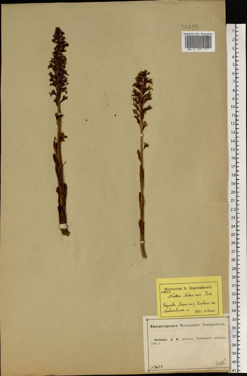 Neottia nidus-avis (L.) Rich., Eastern Europe, Central forest-and-steppe region (E6) (Russia)