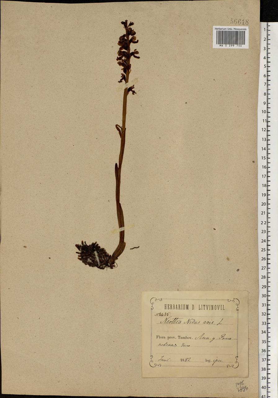 Neottia nidus-avis (L.) Rich., Eastern Europe, Central forest-and-steppe region (E6) (Russia)