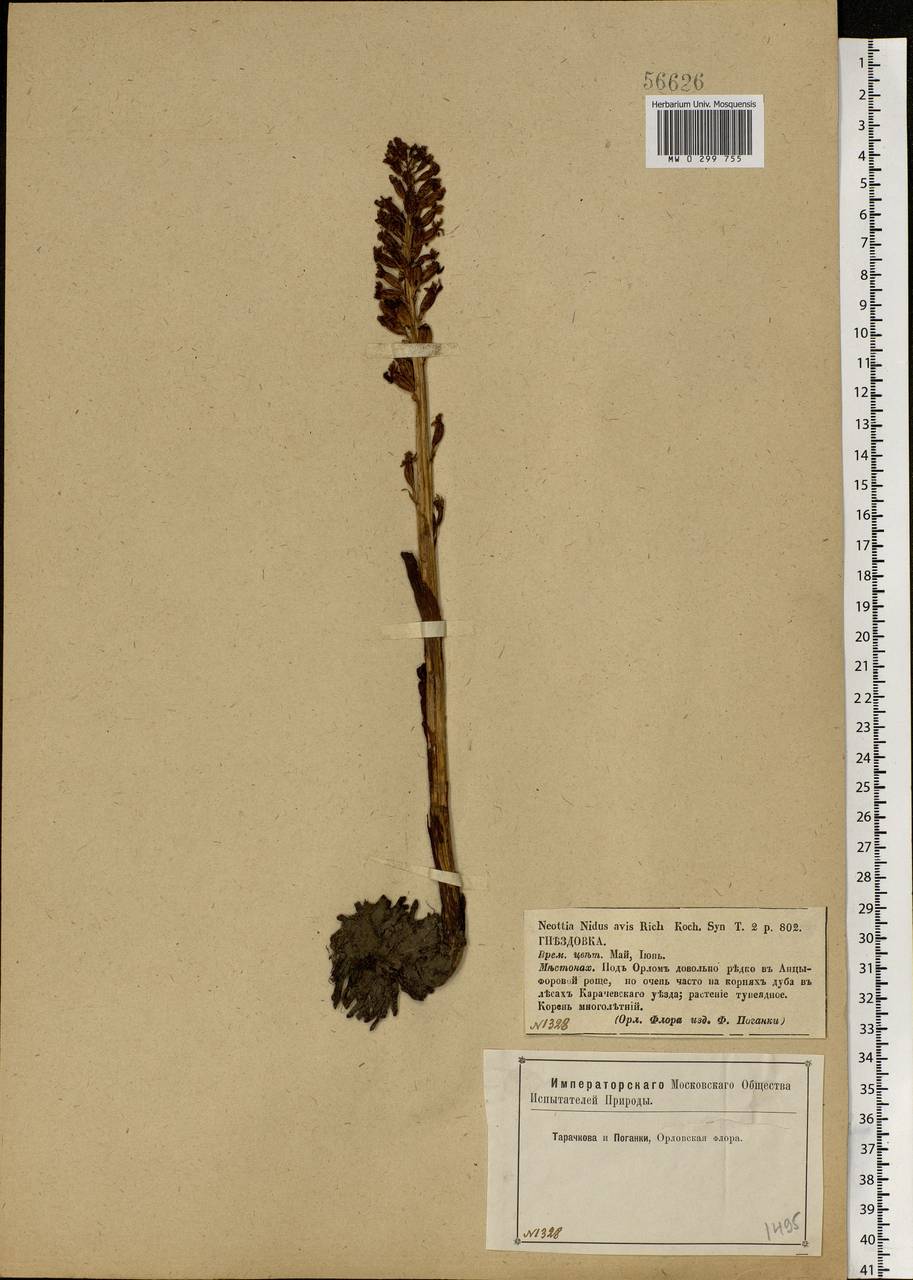 Neottia nidus-avis (L.) Rich., Eastern Europe, Central forest-and-steppe region (E6) (Russia)