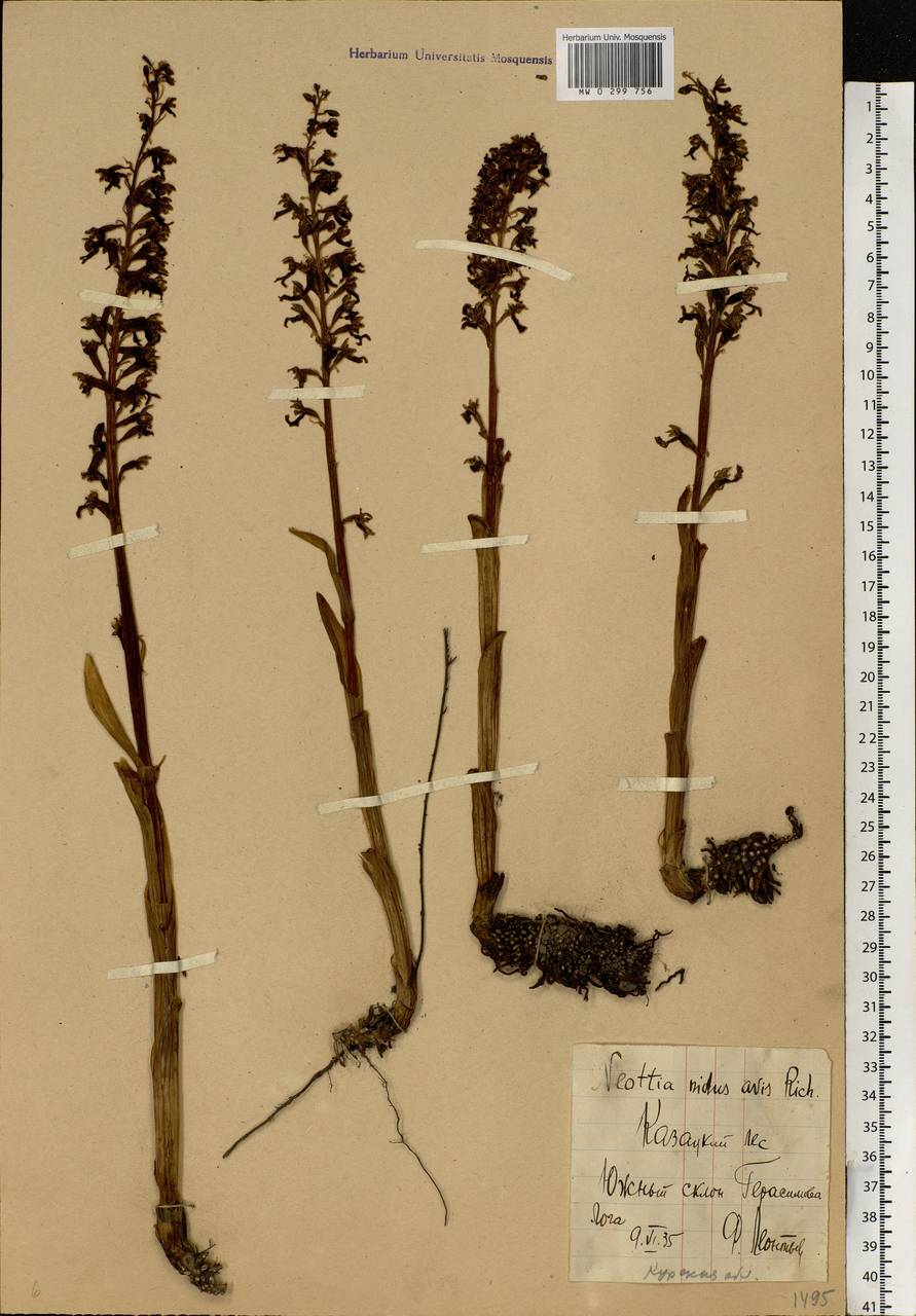 Neottia nidus-avis (L.) Rich., Eastern Europe, Central forest-and-steppe region (E6) (Russia)