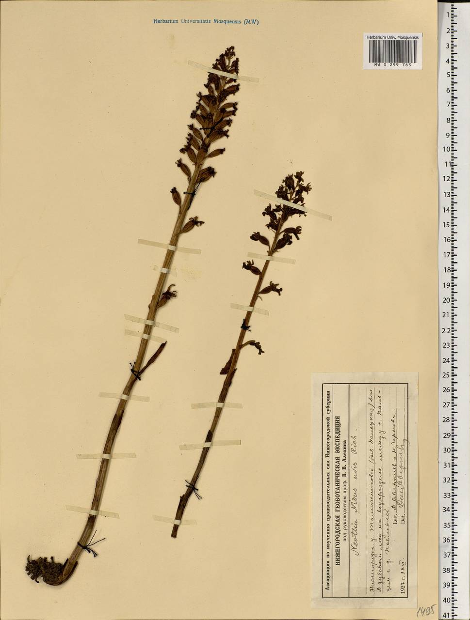 Neottia nidus-avis (L.) Rich., Eastern Europe, Volga-Kama region (E7) (Russia)