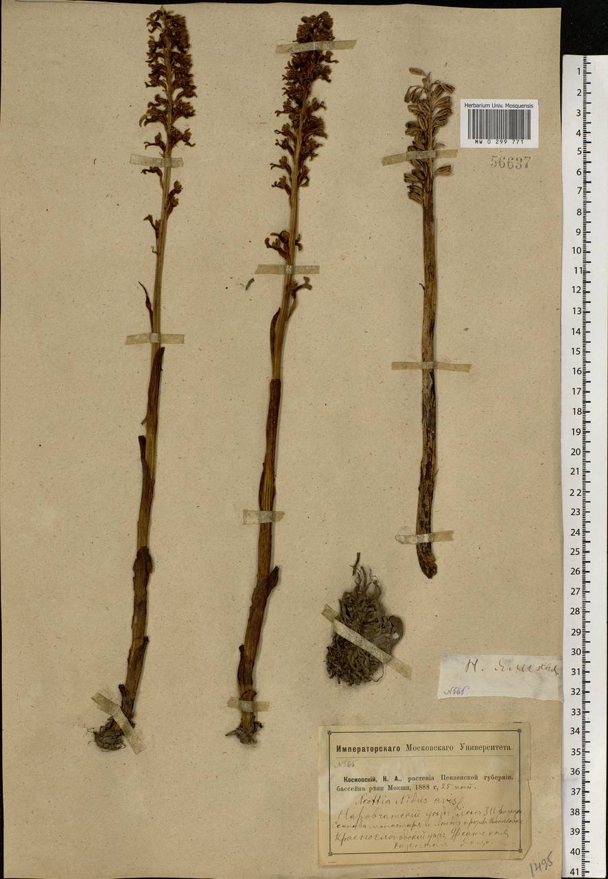 Neottia nidus-avis (L.) Rich., Eastern Europe, Middle Volga region (E8) (Russia)