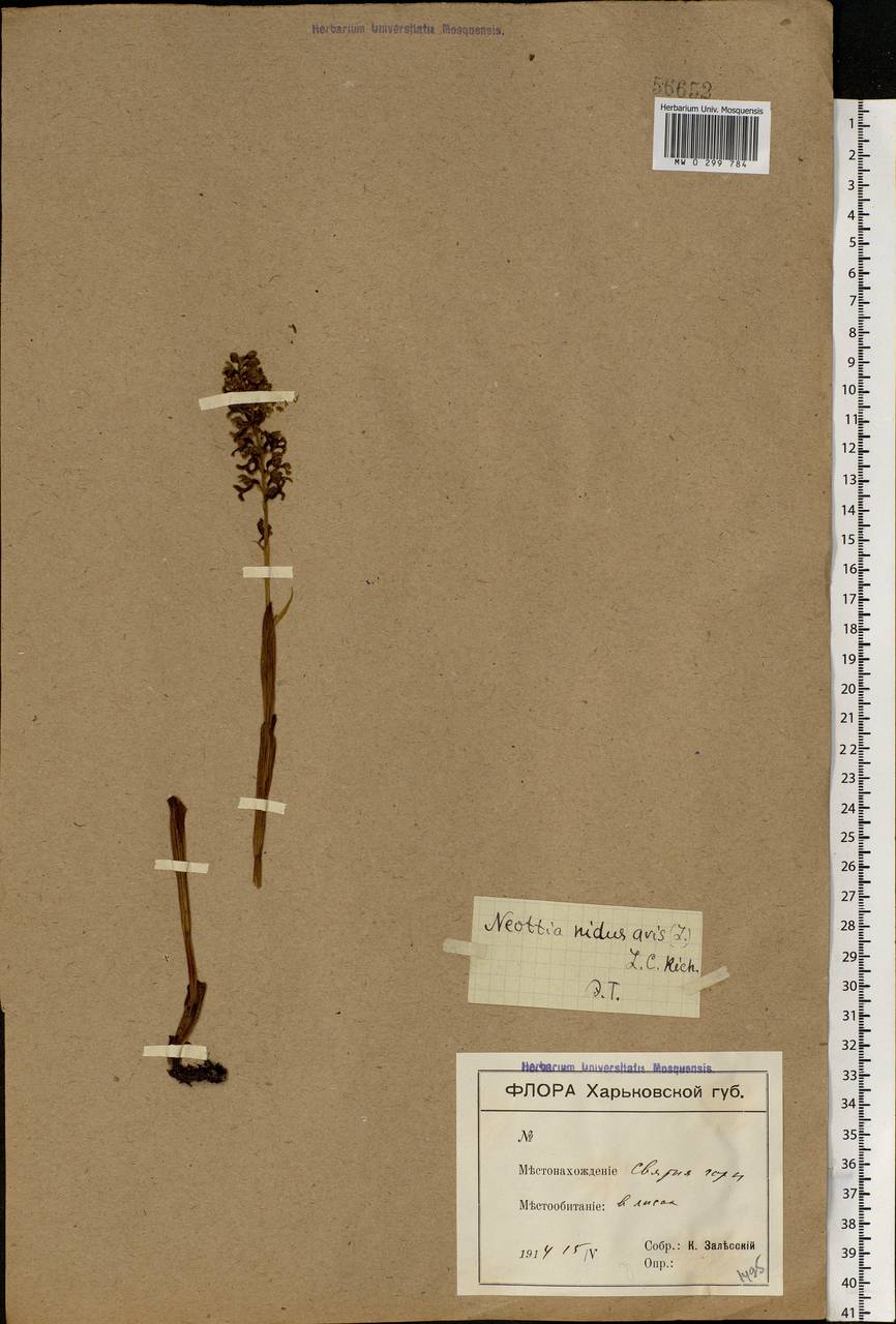 Neottia nidus-avis (L.) Rich., Eastern Europe, South Ukrainian region (E12) (Ukraine)