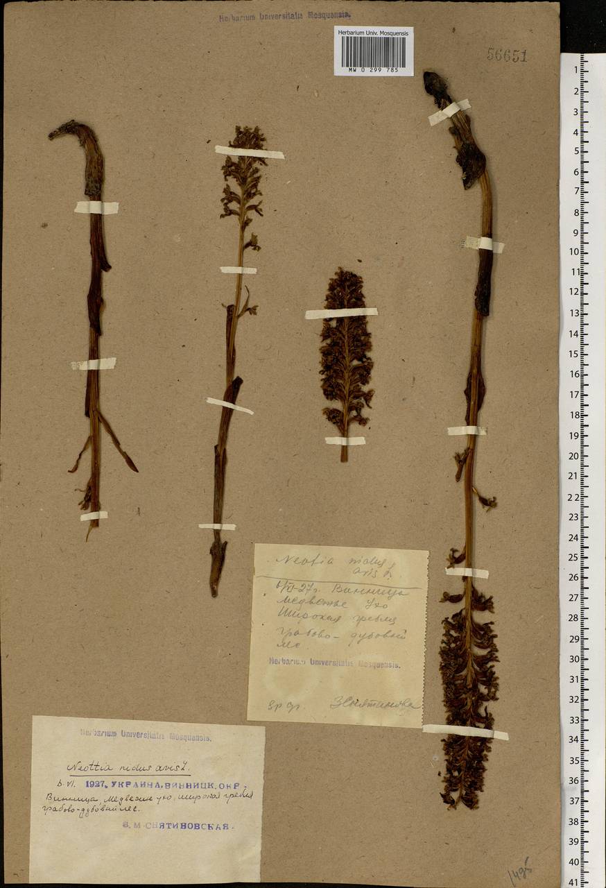 Neottia nidus-avis (L.) Rich., Eastern Europe, South Ukrainian region (E12) (Ukraine)