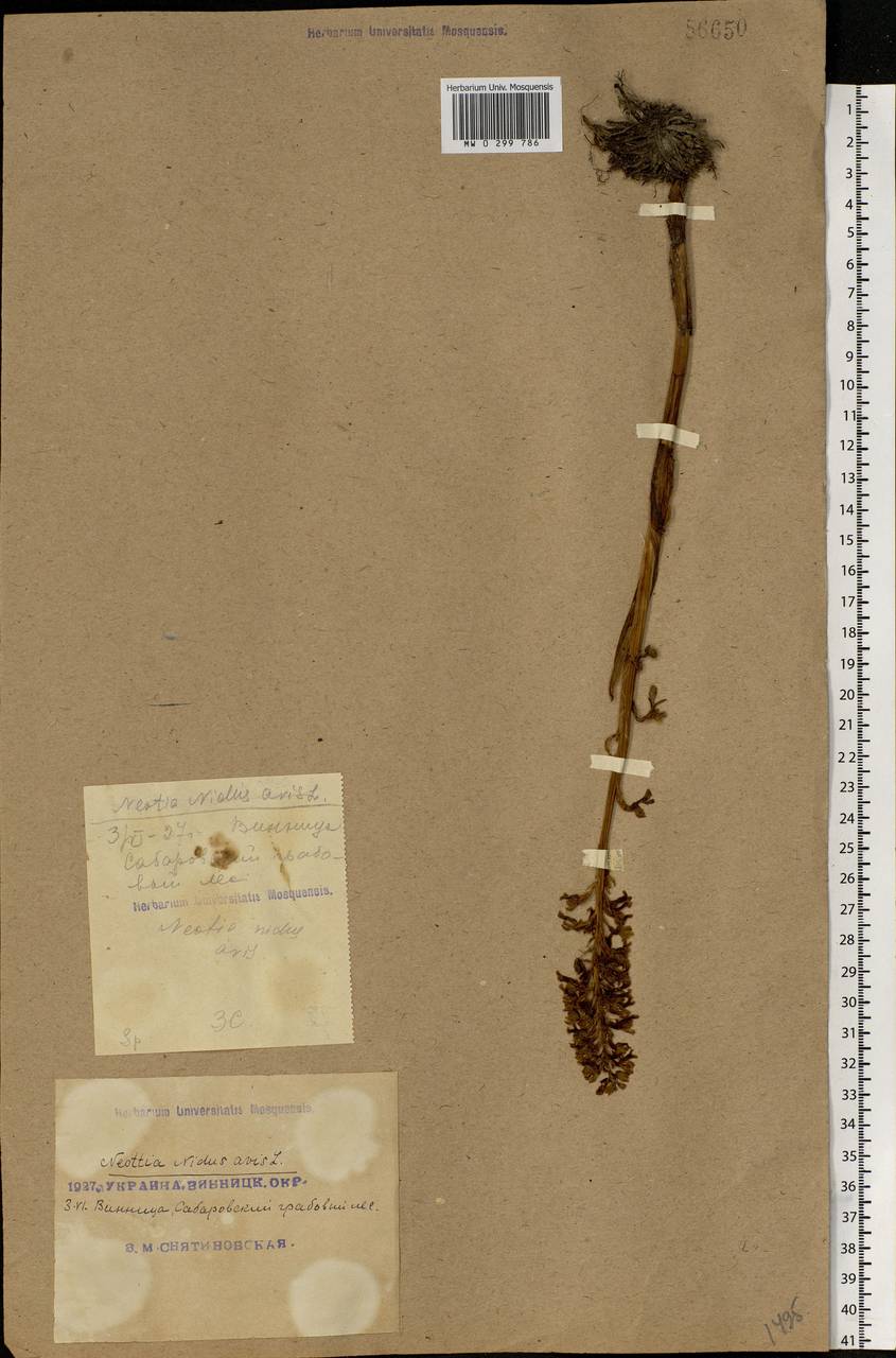 Neottia nidus-avis (L.) Rich., Eastern Europe, South Ukrainian region (E12) (Ukraine)