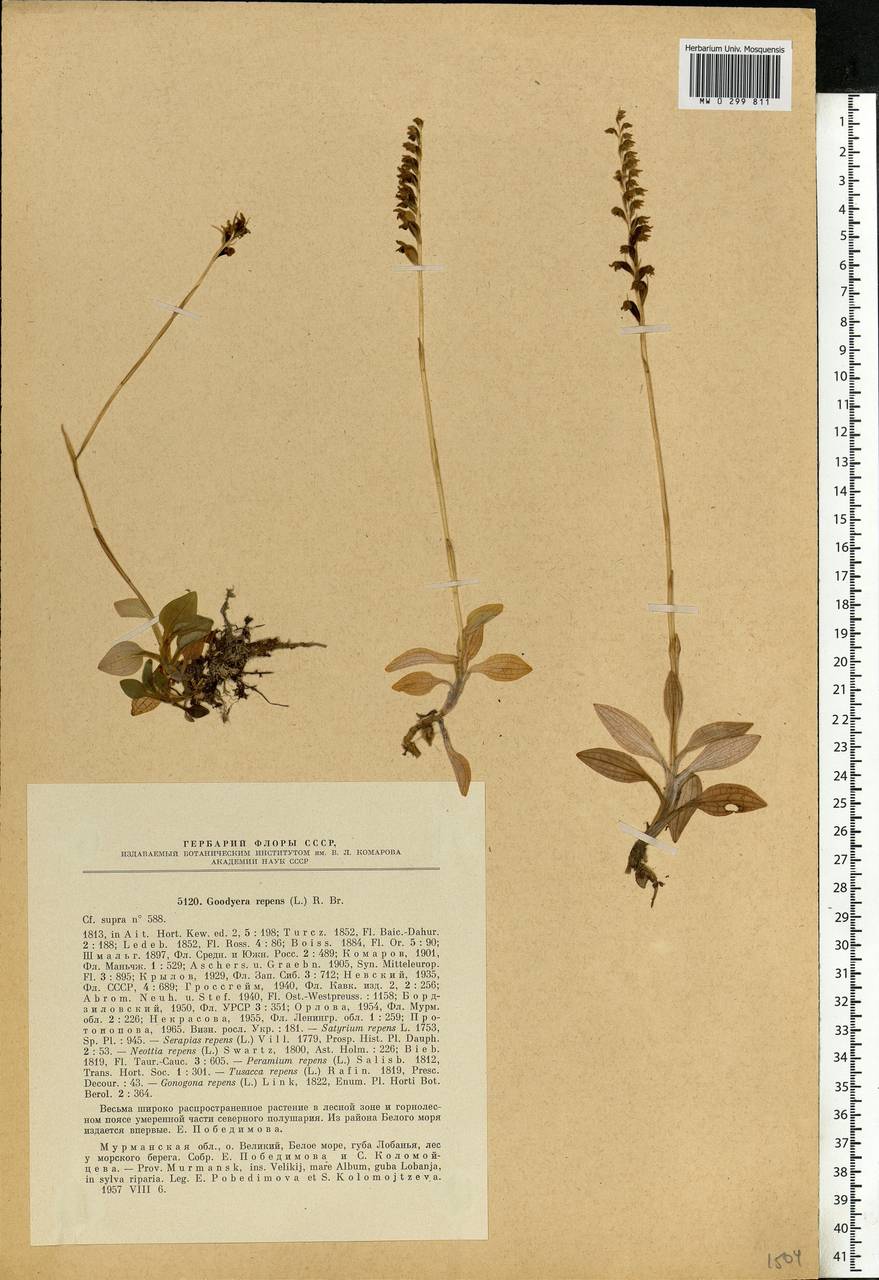 Goodyera repens (L.) R.Br., Eastern Europe, Northern region (E1) (Russia)