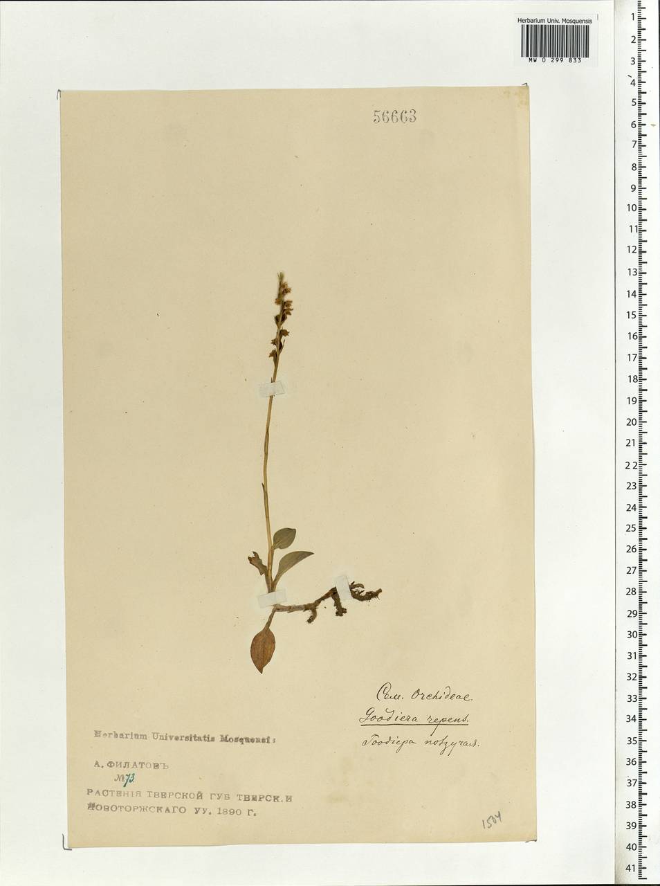 Goodyera repens (L.) R.Br., Eastern Europe, North-Western region (E2) (Russia)