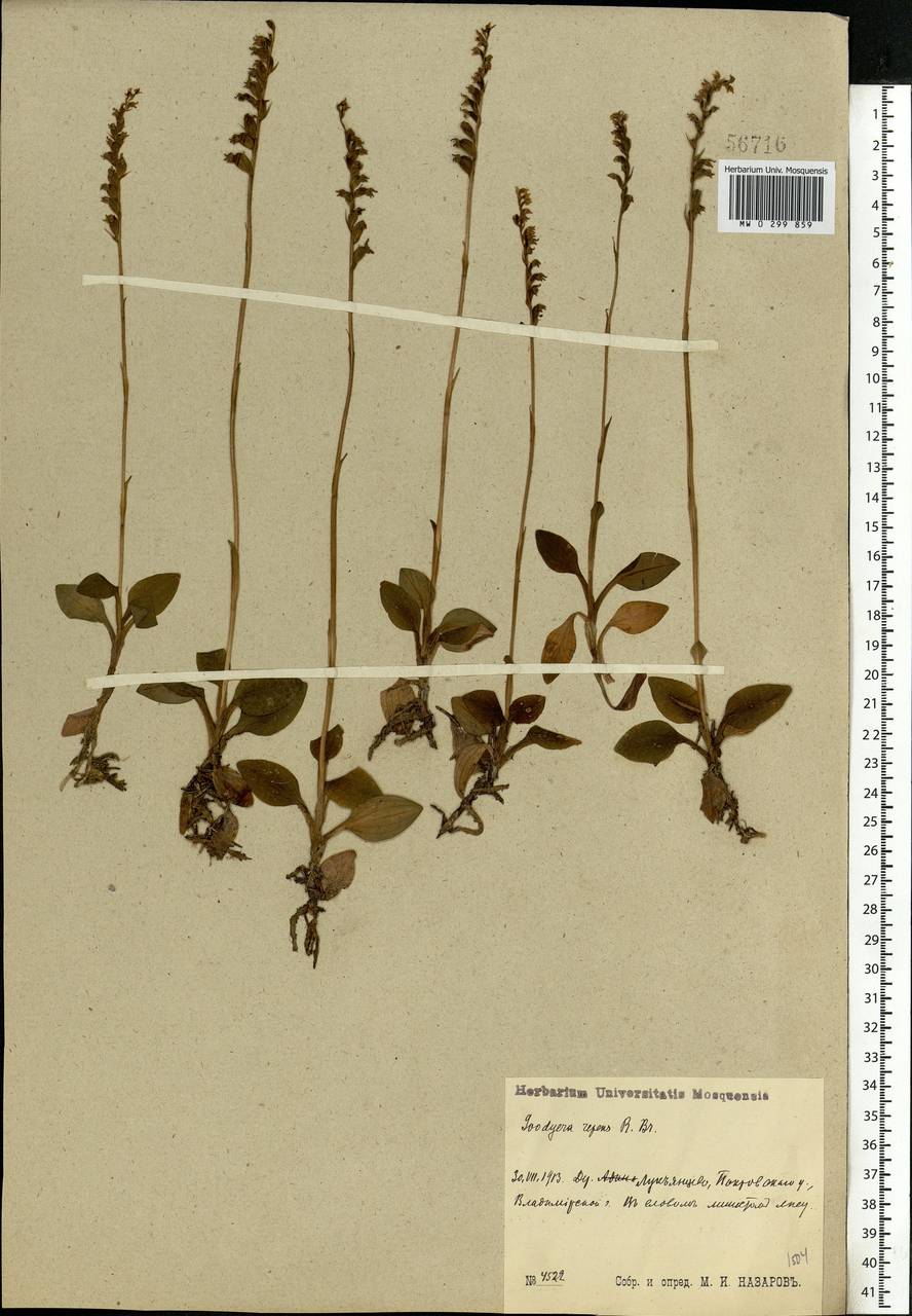 Goodyera repens (L.) R.Br., Eastern Europe, Central region (E4) (Russia)