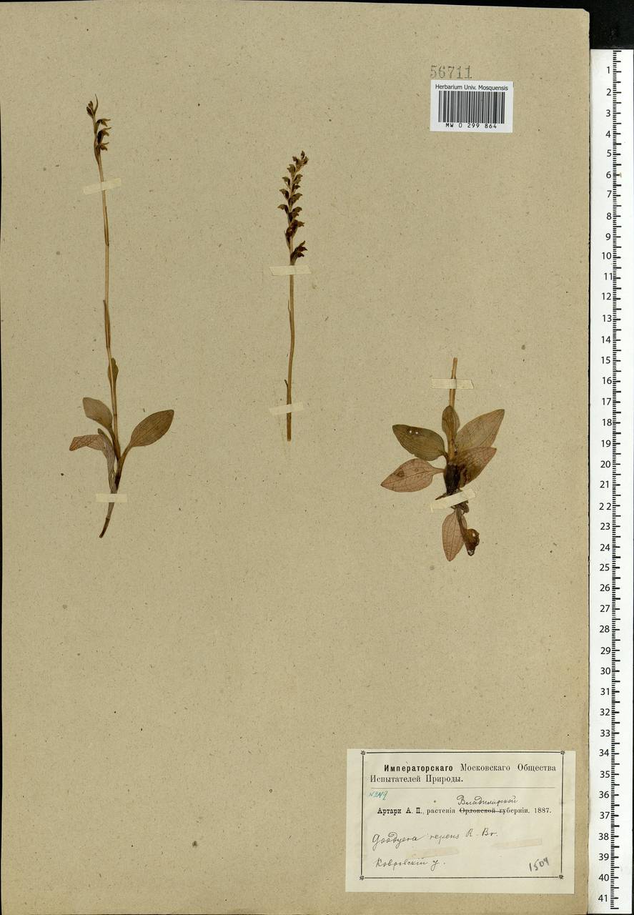 Goodyera repens (L.) R.Br., Eastern Europe, Central region (E4) (Russia)