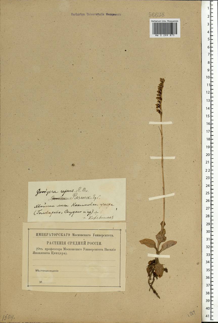 Goodyera repens (L.) R.Br., Eastern Europe, Central region (E4) (Russia)