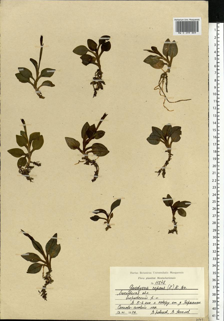 Goodyera repens (L.) R.Br., Eastern Europe, Moscow region (E4a) (Russia)