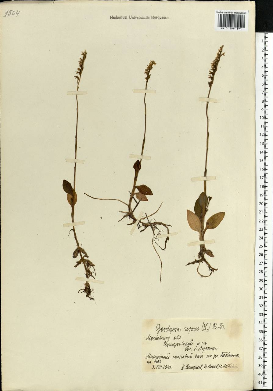 Goodyera repens (L.) R.Br., Eastern Europe, Moscow region (E4a) (Russia)