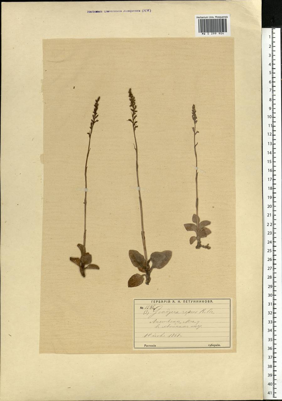 Goodyera repens (L.) R.Br., Eastern Europe, Moscow region (E4a) (Russia)