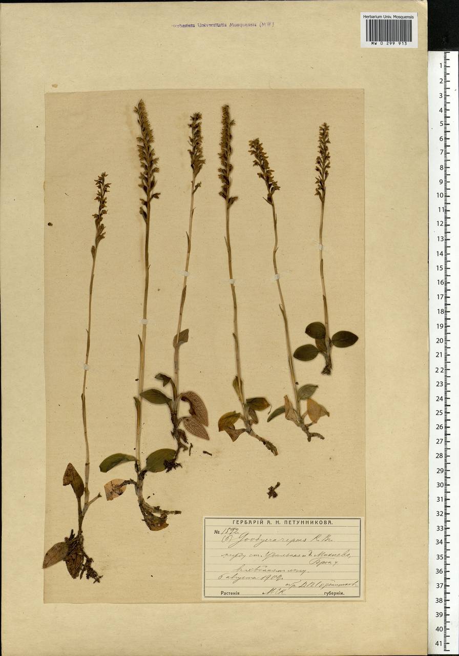 Goodyera repens (L.) R.Br., Eastern Europe, Moscow region (E4a) (Russia)