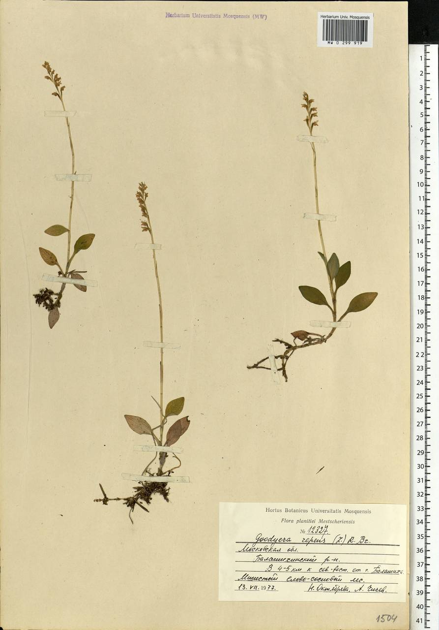 Goodyera repens (L.) R.Br., Eastern Europe, Moscow region (E4a) (Russia)