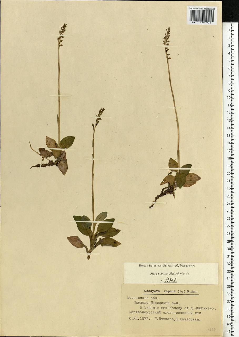 Goodyera repens (L.) R.Br., Eastern Europe, Moscow region (E4a) (Russia)