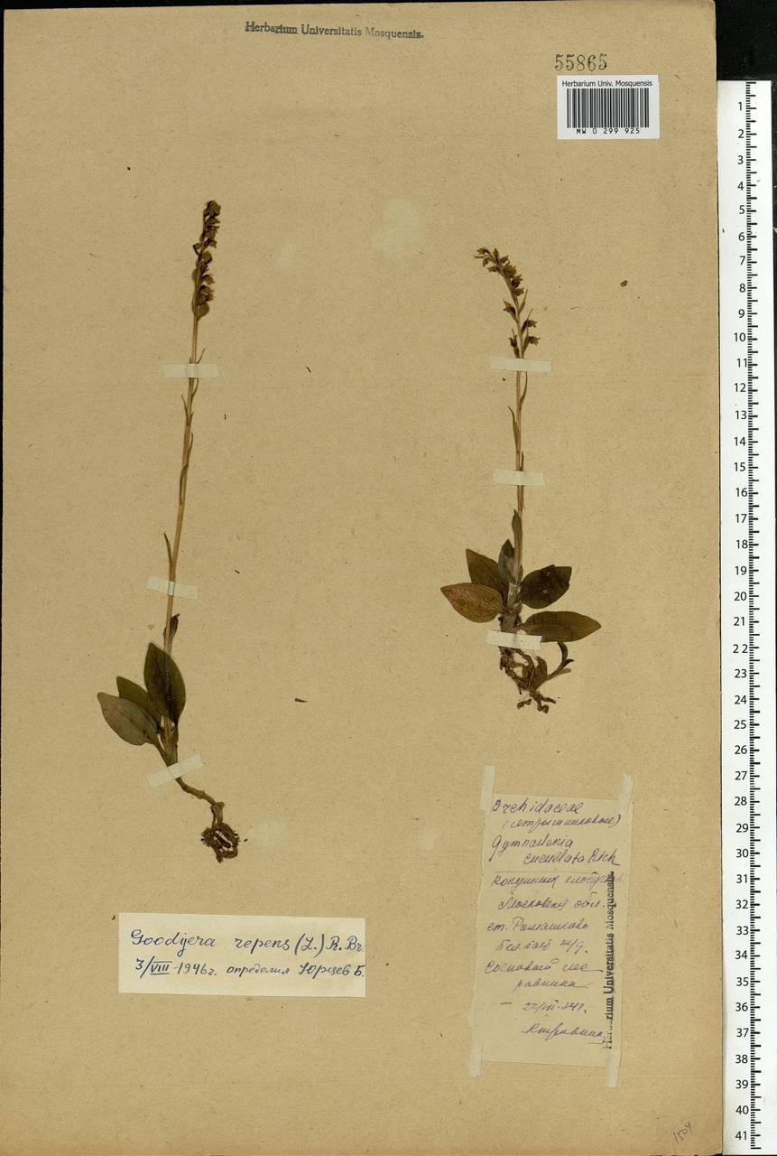 Goodyera repens (L.) R.Br., Eastern Europe, Moscow region (E4a) (Russia)