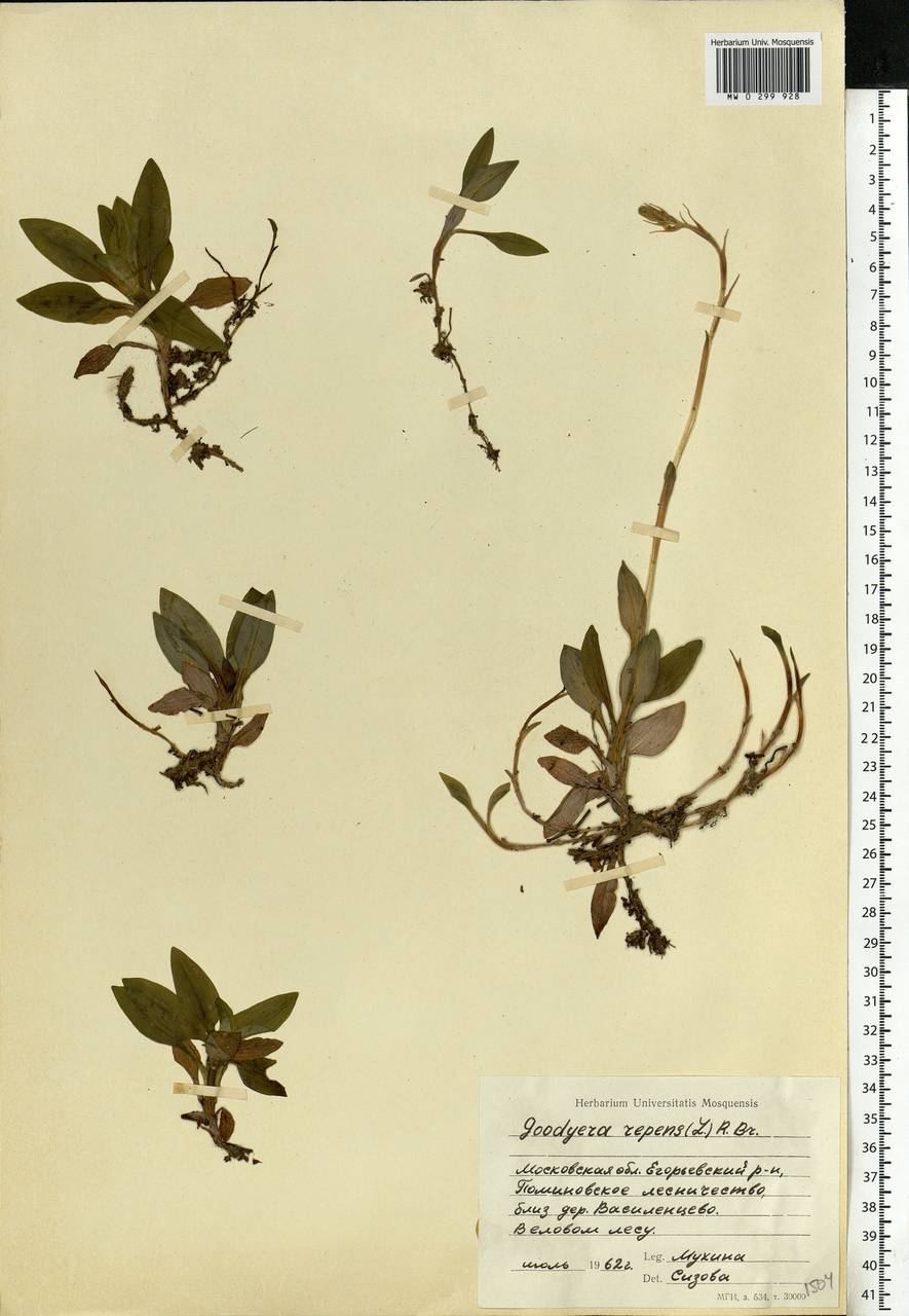 Goodyera repens (L.) R.Br., Eastern Europe, Moscow region (E4a) (Russia)