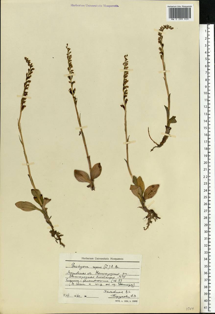 Goodyera repens (L.) R.Br., Eastern Europe, Moscow region (E4a) (Russia)