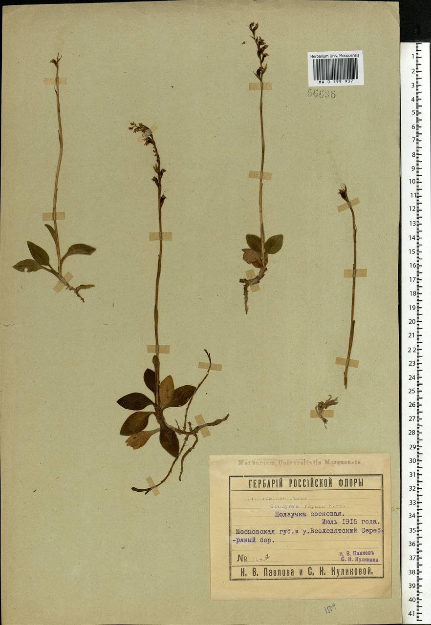 Goodyera repens (L.) R.Br., Eastern Europe, Moscow region (E4a) (Russia)