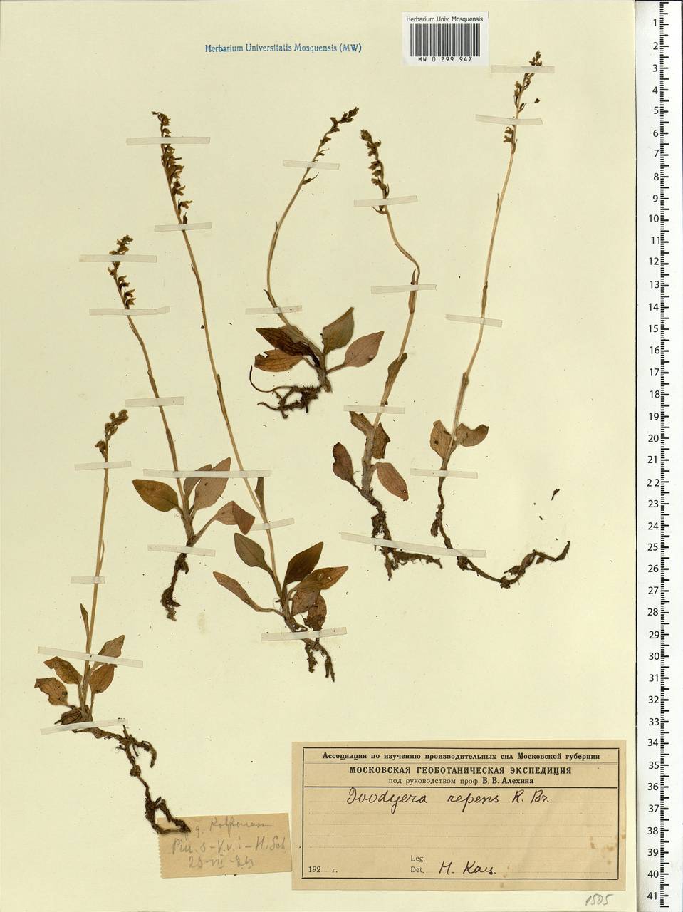 Goodyera repens (L.) R.Br., Eastern Europe, Moscow region (E4a) (Russia)