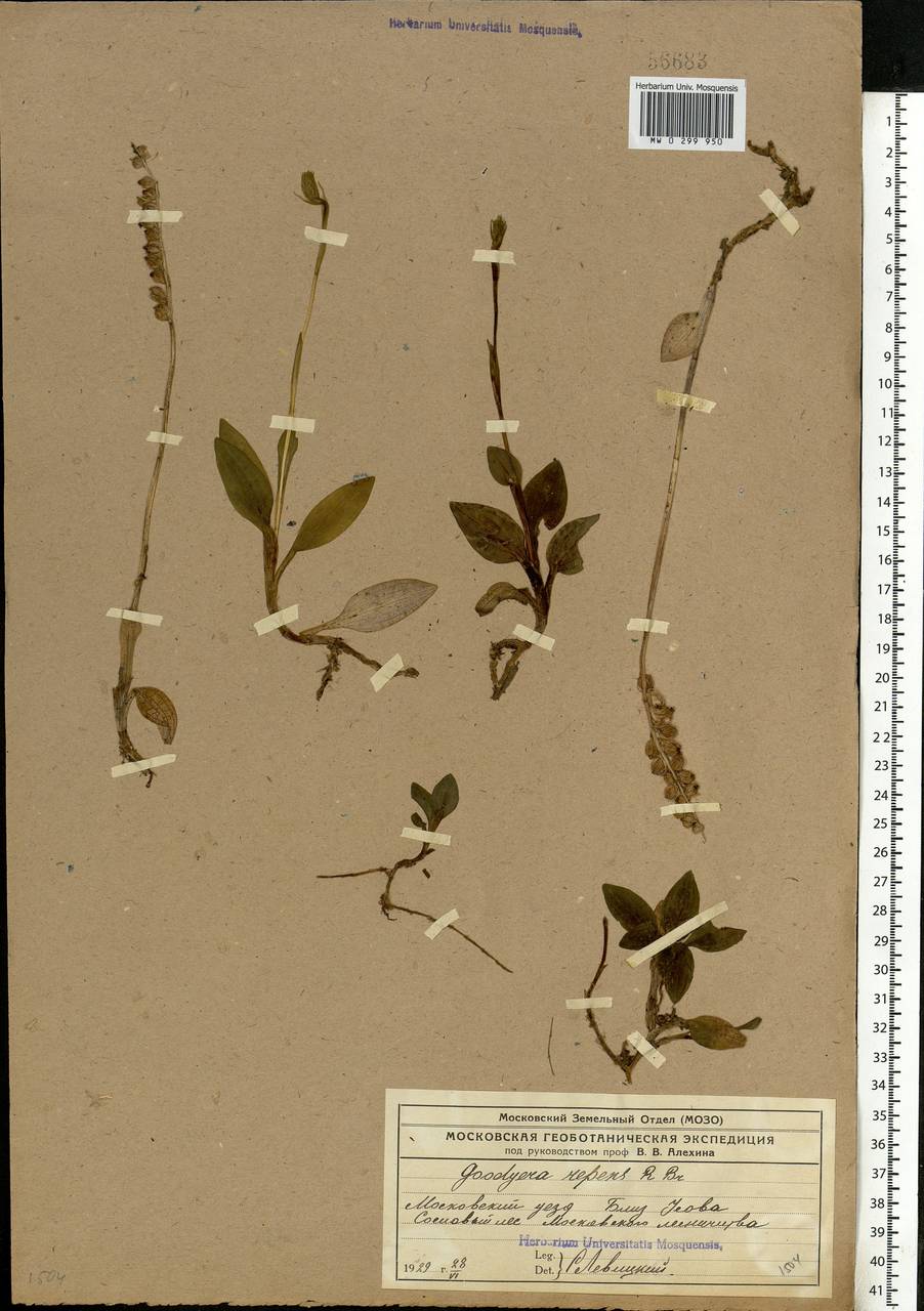 Goodyera repens (L.) R.Br., Eastern Europe, Moscow region (E4a) (Russia)