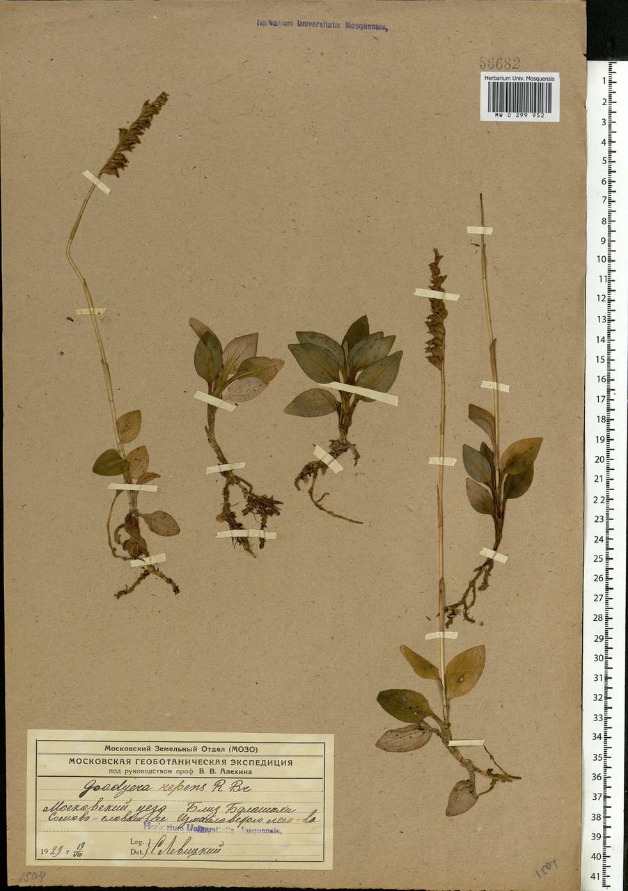 Goodyera repens (L.) R.Br., Eastern Europe, Moscow region (E4a) (Russia)