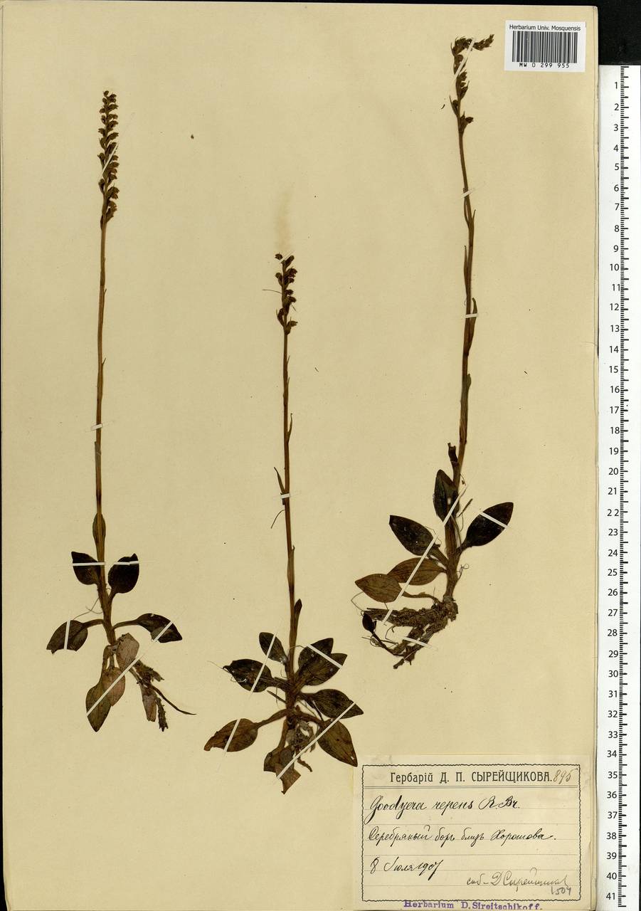 Goodyera repens (L.) R.Br., Eastern Europe, Moscow region (E4a) (Russia)