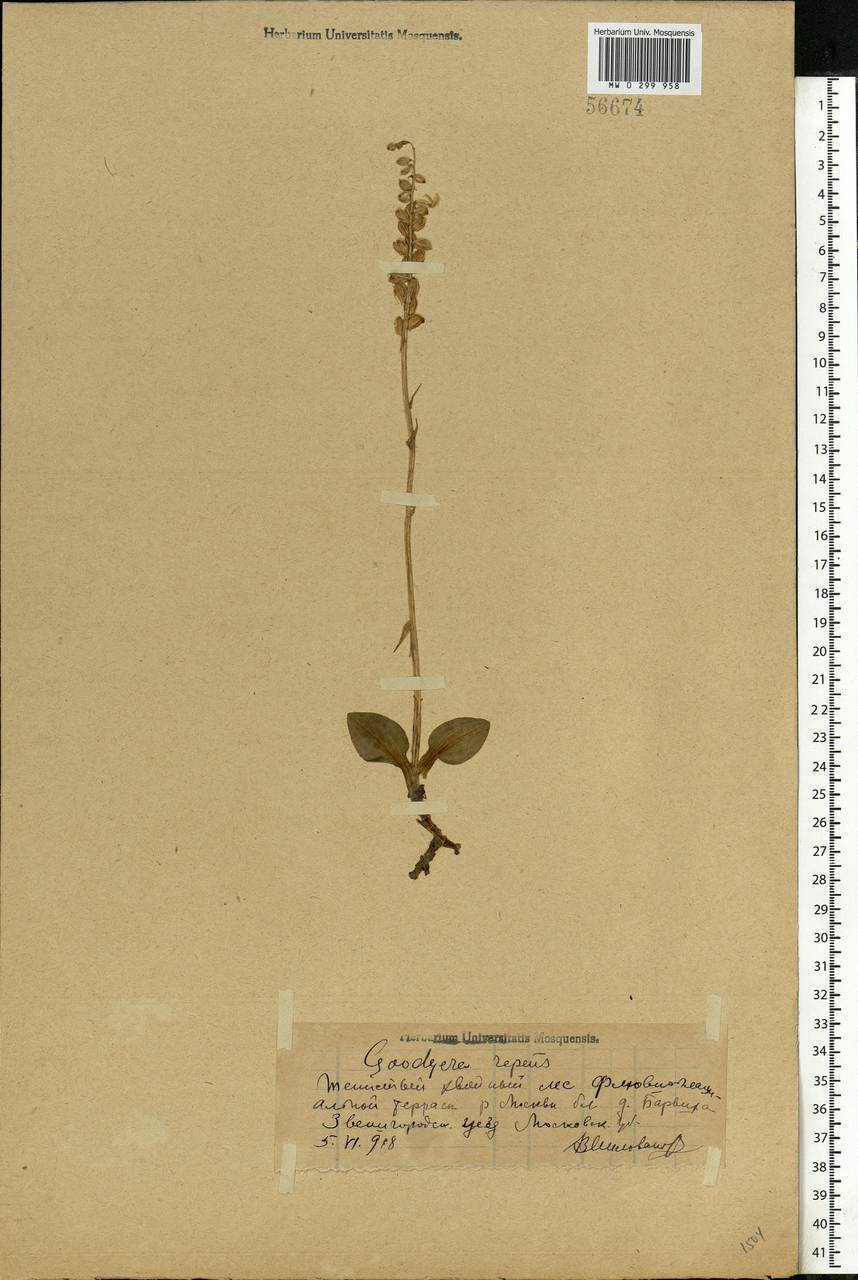 Goodyera repens (L.) R.Br., Eastern Europe, Moscow region (E4a) (Russia)