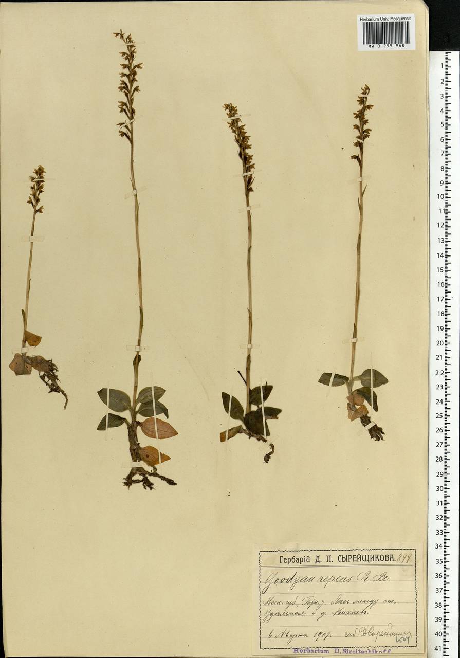 Goodyera repens (L.) R.Br., Eastern Europe, Moscow region (E4a) (Russia)