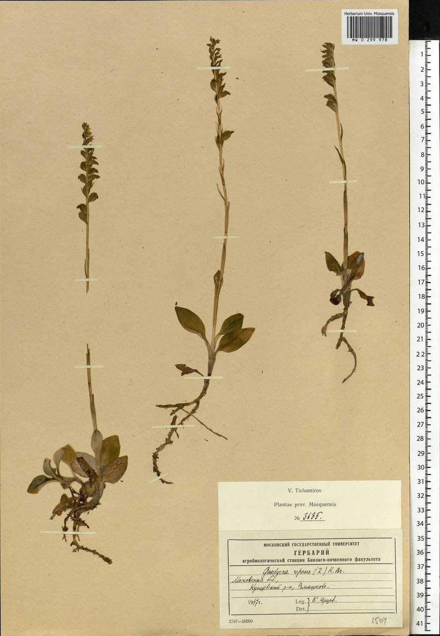 Goodyera repens (L.) R.Br., Eastern Europe, Moscow region (E4a) (Russia)