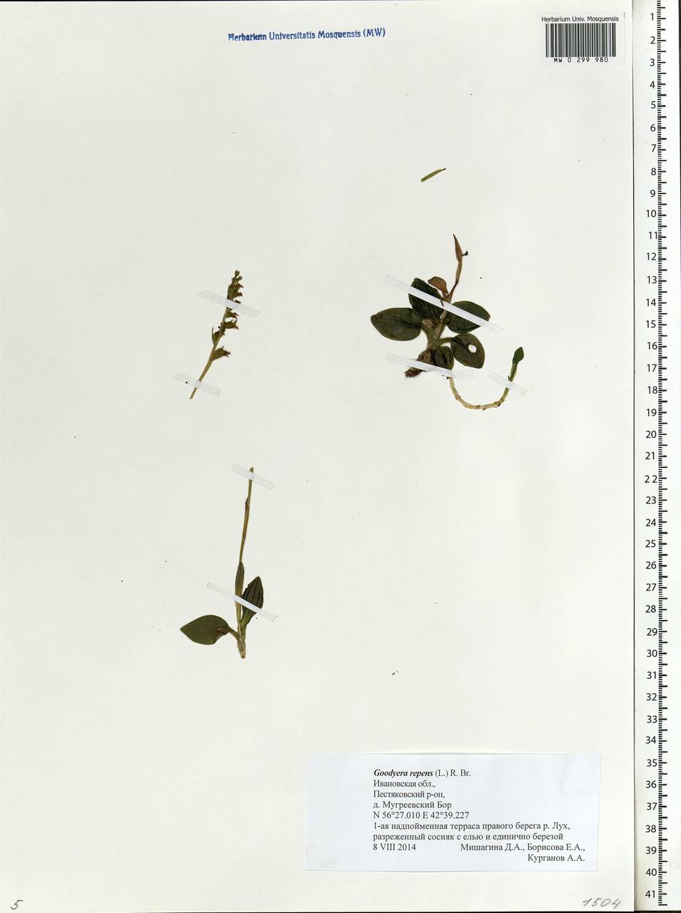 Goodyera repens (L.) R.Br., Eastern Europe, Central forest region (E5) (Russia)