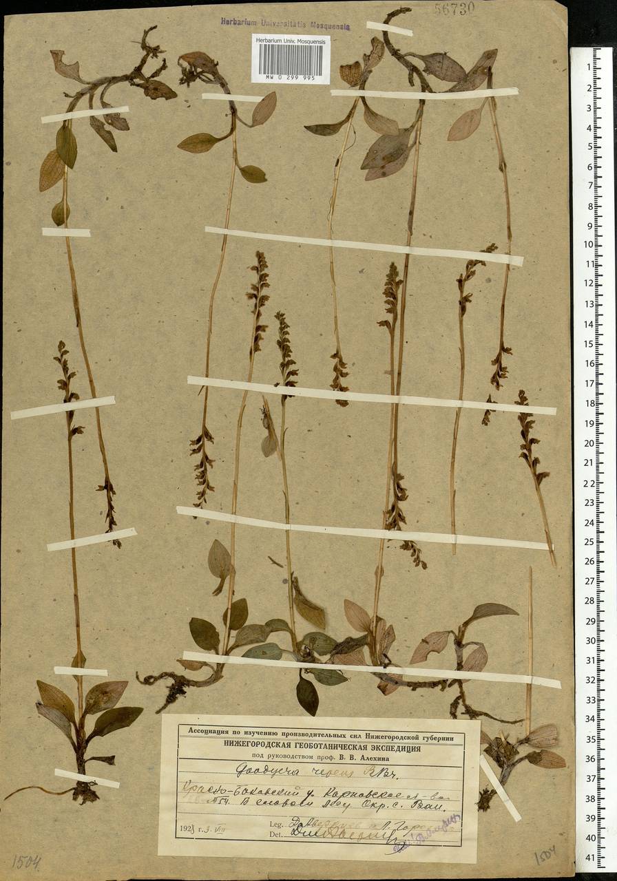 Goodyera repens (L.) R.Br., Eastern Europe, Volga-Kama region (E7) (Russia)
