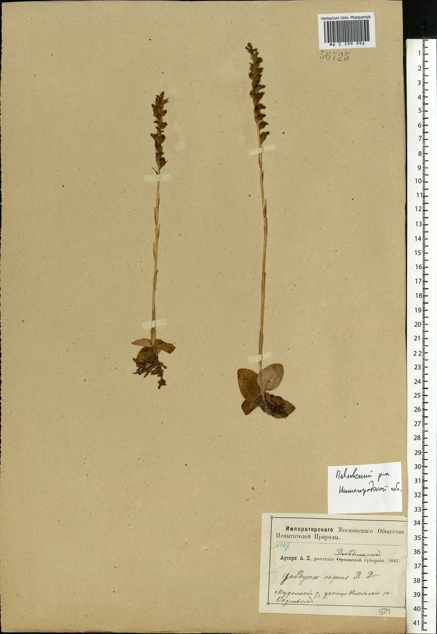 Goodyera repens (L.) R.Br., Eastern Europe, Volga-Kama region (E7) (Russia)