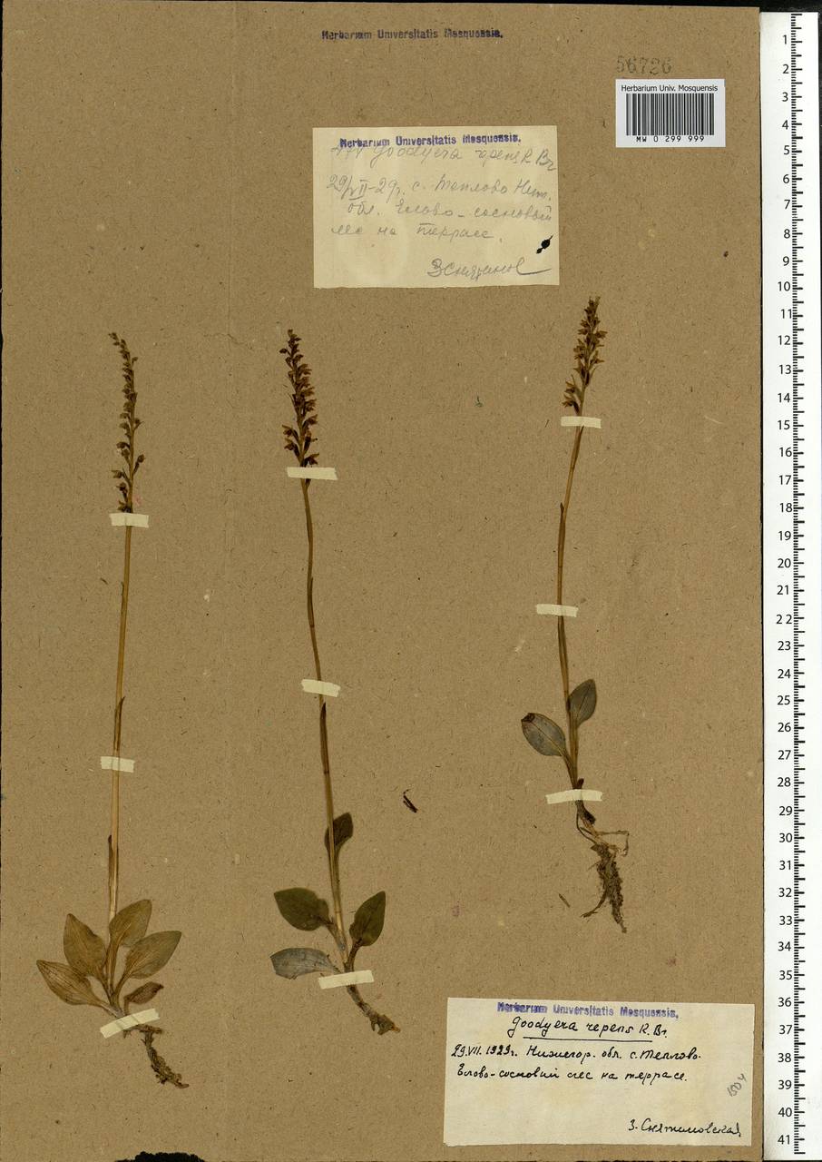 Goodyera repens (L.) R.Br., Eastern Europe, Volga-Kama region (E7) (Russia)