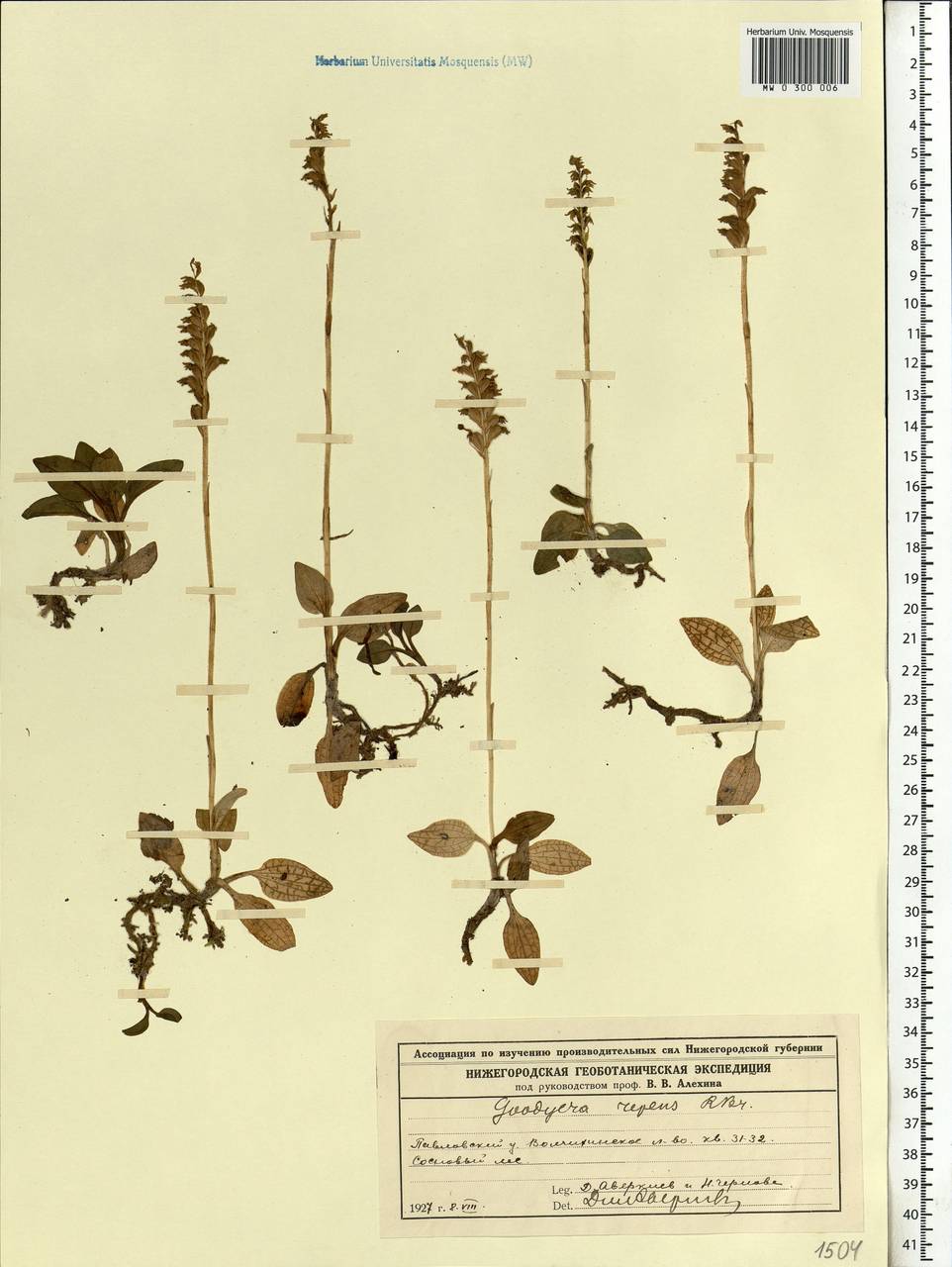 Goodyera repens (L.) R.Br., Eastern Europe, Volga-Kama region (E7) (Russia)