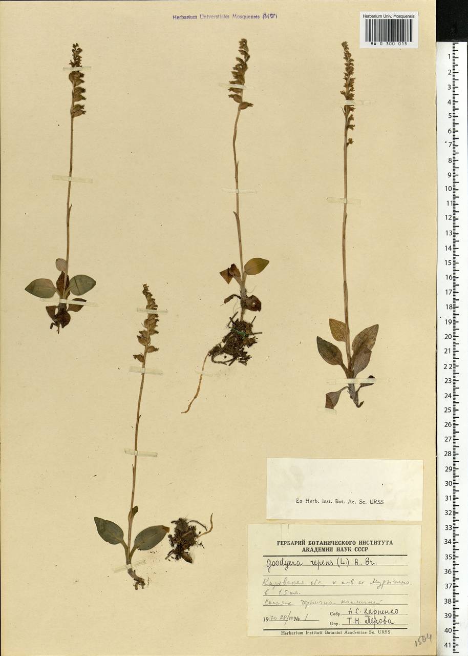 Goodyera repens (L.) R.Br., Eastern Europe, Volga-Kama region (E7) (Russia)